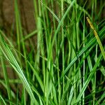 Scleria lithosperma Habitus