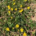 Potentilla brauneana Blomst