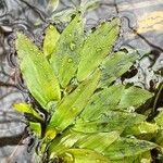 Potamogeton polygonifolius Leaf