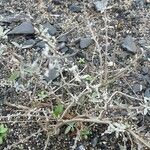 Salvia leucophylla Habit