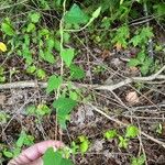 Ipomoea pandurata Fuelha