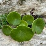 Umbilicus horizontalis Leaf