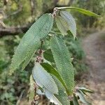 Debregeasia longifolia Leaf