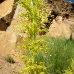 Stanleya viridiflora Flor