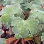 Geranium renardii Leaf