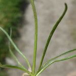 Phyteuma hemisphaericum Leaf
