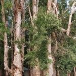 Melaleuca quinquenervia Кара