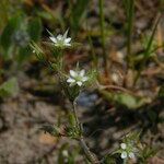 Arenaria leptoclados Blomst