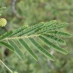 Vachellia nilotica 葉