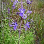 Trichostema parishii Celota