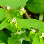 Euphorbia hyssopifolia Квітка