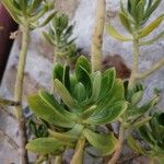 Sedum dendroideum Foglia