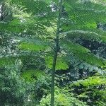 Schizolobium parahyba Hoja