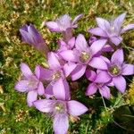 Gentianella germanica Цвят