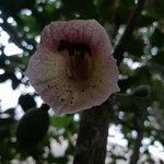 Amphitecna latifolia Flower