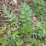 Engelmannia peristenia Leaf