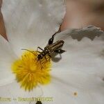 Cistus inflatus Altres