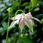 Aquilegia vulgaris Flower