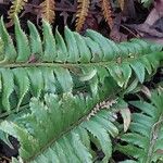 Polystichum lonchitis 葉