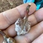 Hakea salicifolia Frucht