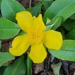 Hibbertia scandensFlower