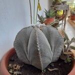 Astrophytum myriostigmaЛіст