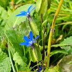 Gentiana utriculosa Blomma