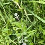 Myosotis ramosissima Feuille