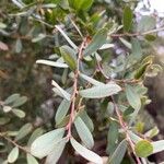 Leptospermum laevigatum Blad