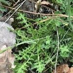 Brassica barrelieri Feuille