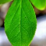 Vaccinium deliciosum Leaf