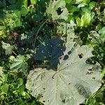 Malva setigera Blatt