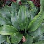 Aspidistra elatior Folha