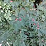 Lonicera canadensis Fruit