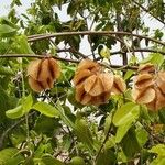 Combretum micranthum Fruit