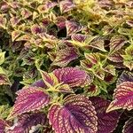 Coleus spp.Frunză