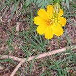 Cosmos caudatusBlomma