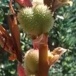 Canna indica Fruit