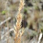 Calamagrostis recta Flower