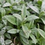 Cerastium tomentosum Hoja