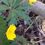 Anemone ranunculoides Květ