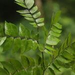 Tessmannia lescrauwaetii Blatt
