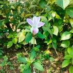 Barleria cristata 花