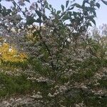 Styrax japonicus Ліст