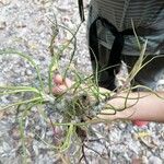 Tillandsia bulbosa Leaf