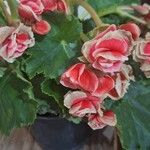 Begonia spp. Flower