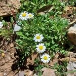 Bellium bellidioides Habit