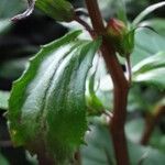 Lobelia cardinalis Bark