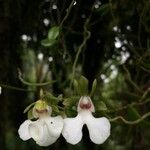 Oeonia rosea Flor
