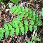 Polemonium pulcherrimum Blad